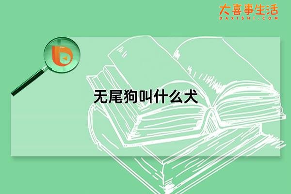 无尾狗叫什么犬，五种“无尾犬”简介(断尾并非天生)(无尾狗叫什么犬图片大全)