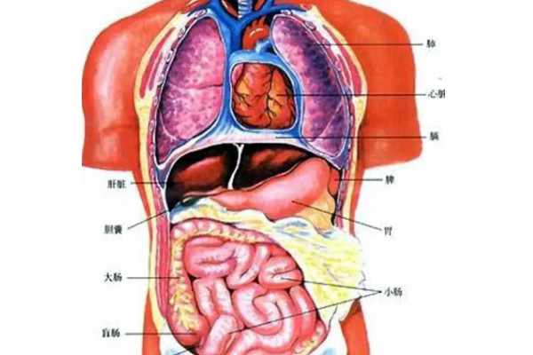 腰和肾的位置图 图解图片